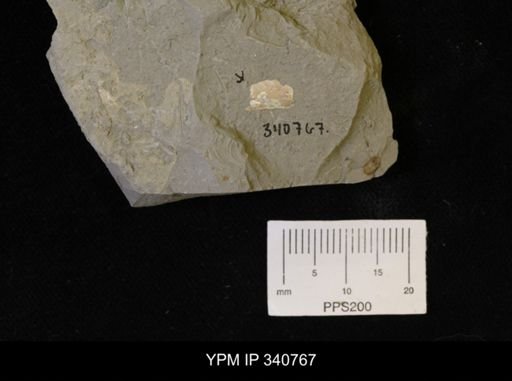 Inoceramus sp.