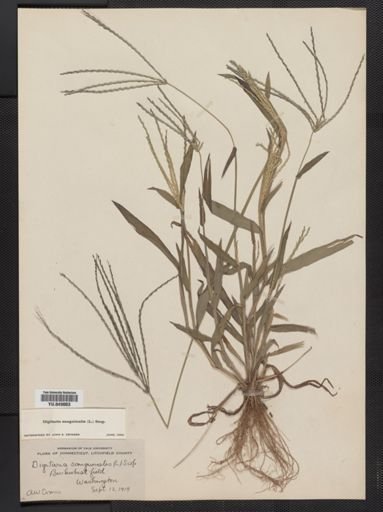 Digitaria sanguinalis