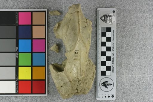 Elomeryx mitis