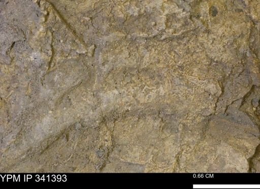Inoceramus?