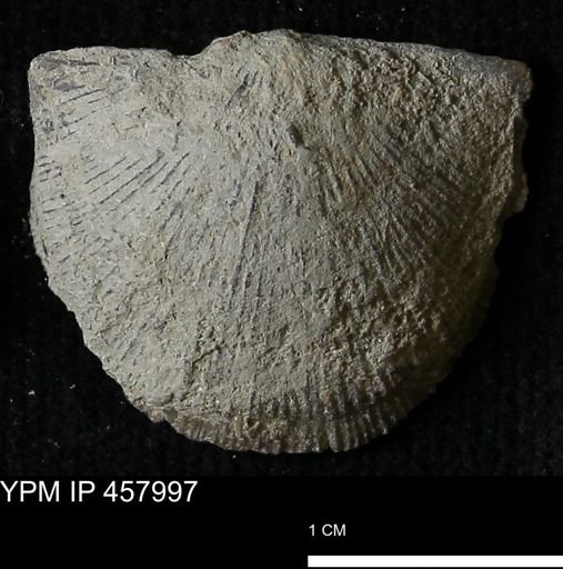 Strophodonta sp.