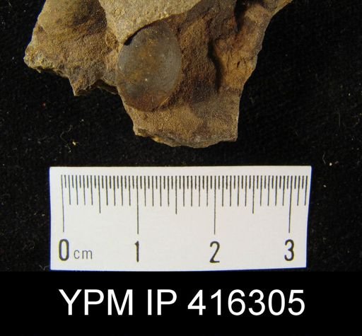 undet. Brachiopoda