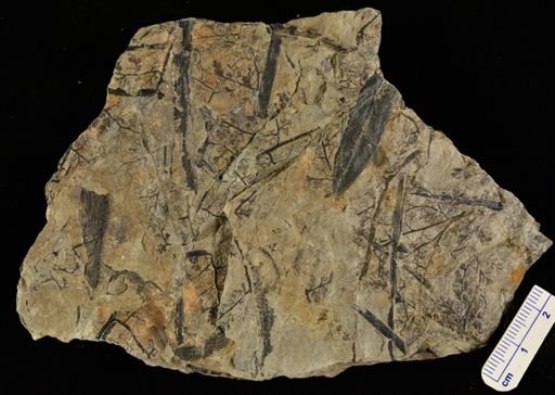 Sphenopteris sp.