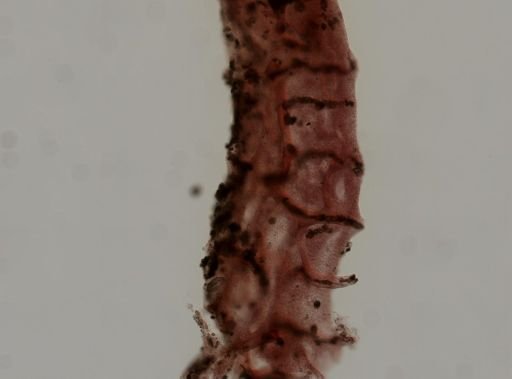 cf. Phyllospongia lamellosa