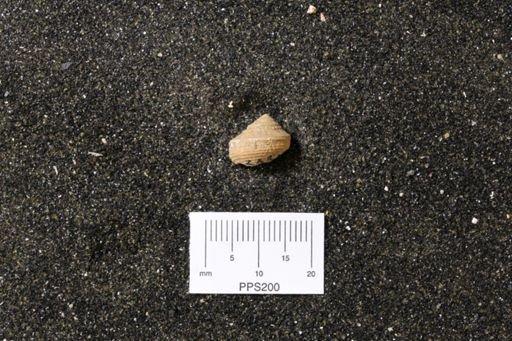 undet. Gastropoda