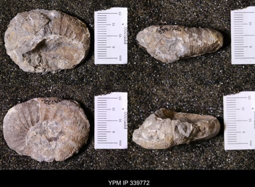 Scaphites whitfieldi