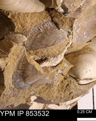 Parallelodon sp.