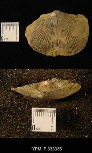 Hebertella sp.