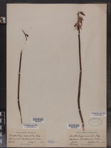 Corallorhiza maculata