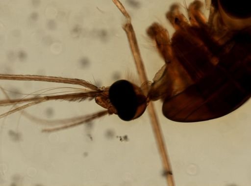 Anopheles