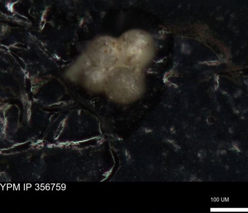undet. Foraminiferida