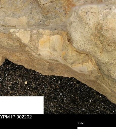 undet. Mollusca
