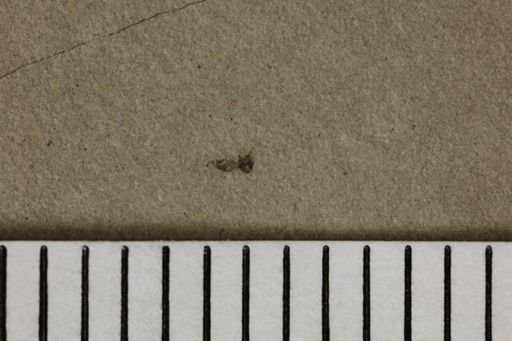 taxon undetermined