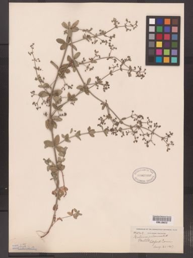 Galium pilosum