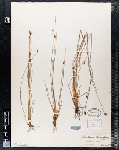 Eleocharis tuberculosa
