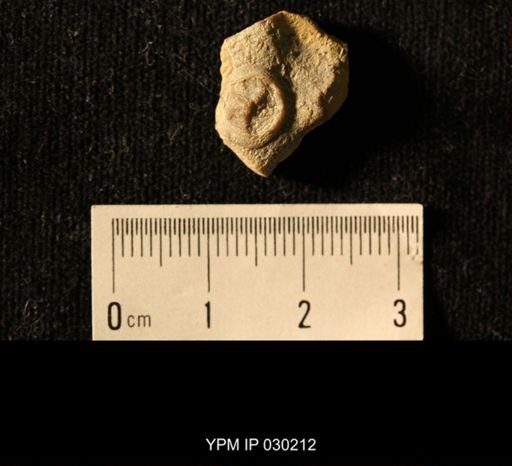 Isorophus cincinnatiensis