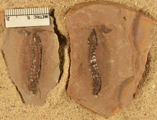 Pecopteris