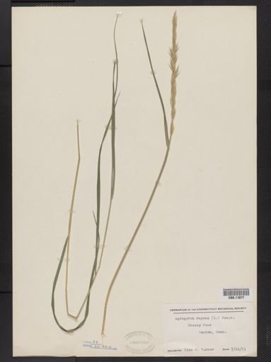Elymus repens