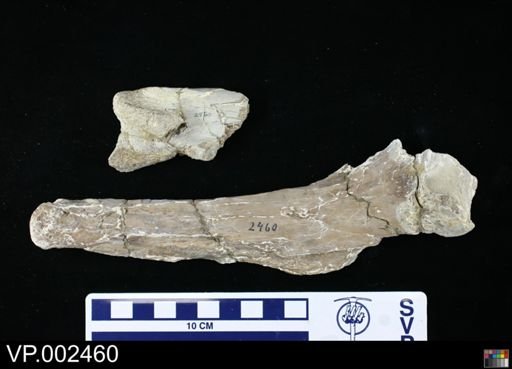 Pteranodon