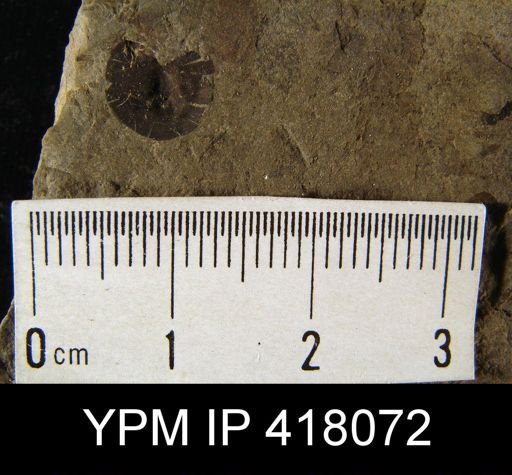Orbiculoidea cf. nitida
