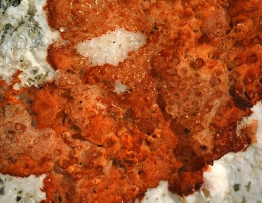 Tubulipora egregia