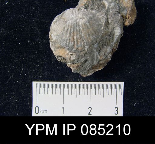 Atrypa reticularis