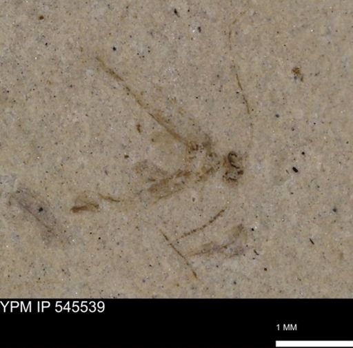 Psocoptera?