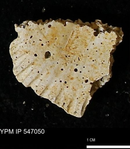 Scapharca transversa
