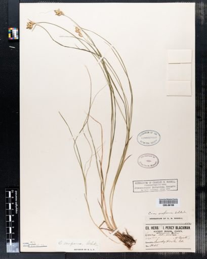 Carex scoparia
