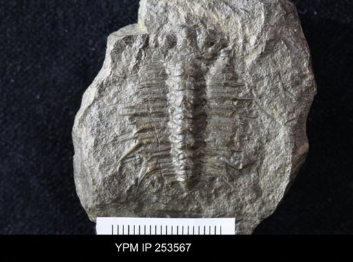 Acidaspis roemeri