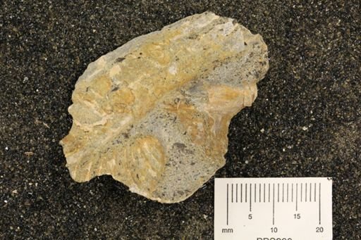 undet. Inoceramidae