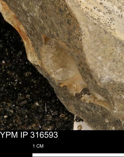 undet. Mollusca