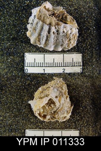 Meekella skenoides