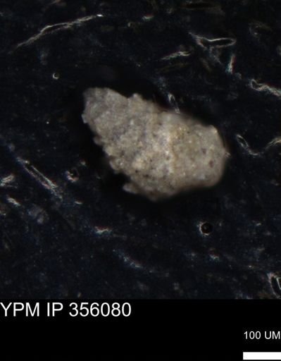 undet. Foraminiferida