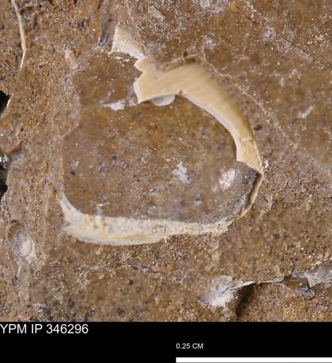 Oligoptycha?