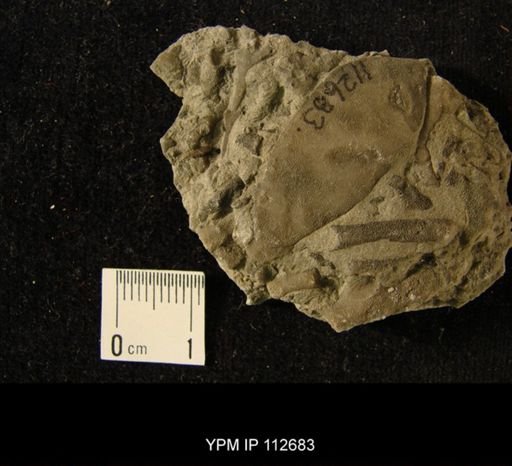 undet. Bryozoa