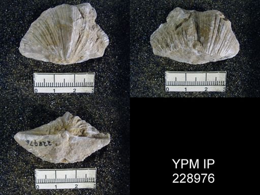 Neospirifer kansasensis