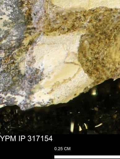 undet. Mollusca