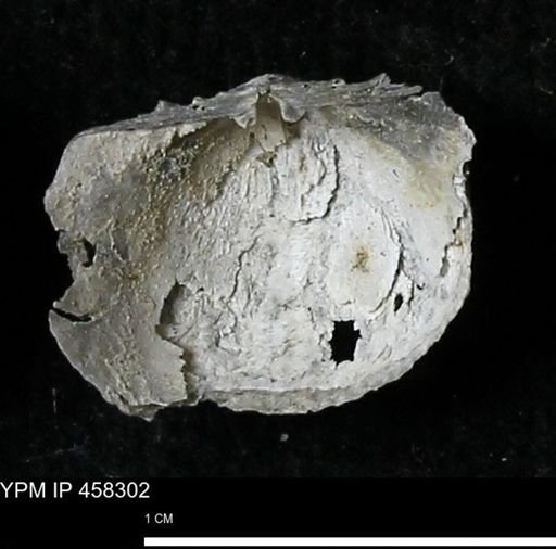 Chonetes mucronatus