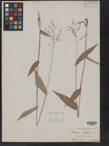 Panicum latifolium