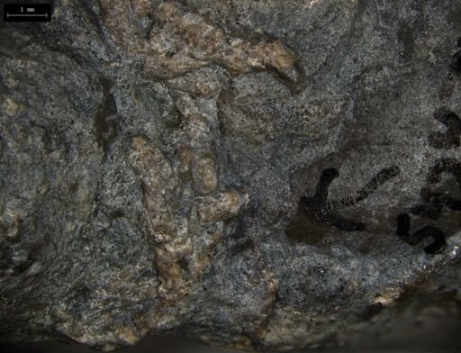 Aplocoma damesii