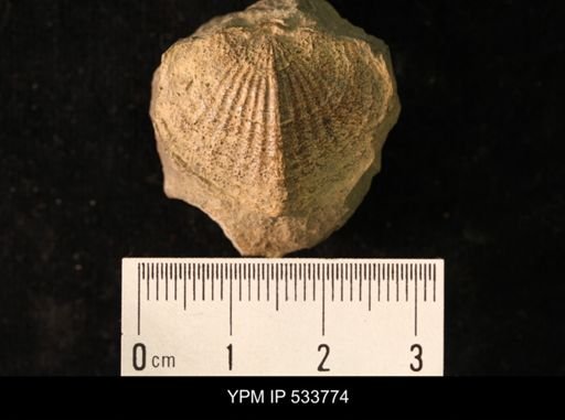 Cyrtia sp.