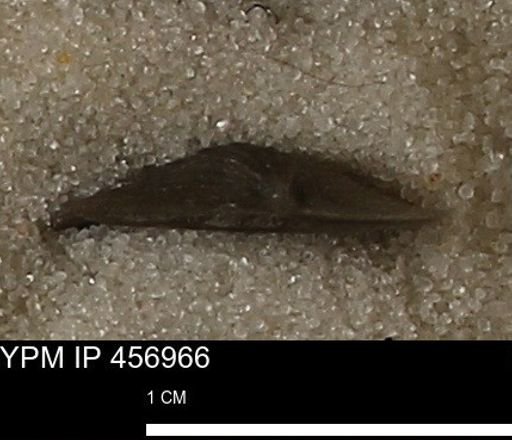 Stropheodonta sp.