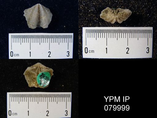 Megakozlowskiella perlamellosa