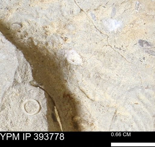 undet. Mollusca