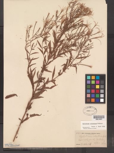 Epilobium coloratum