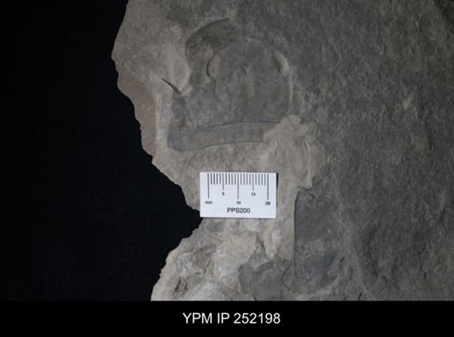Eurypterus sp.