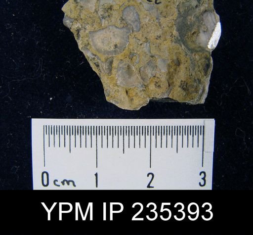 Eolissochonetes keyesi