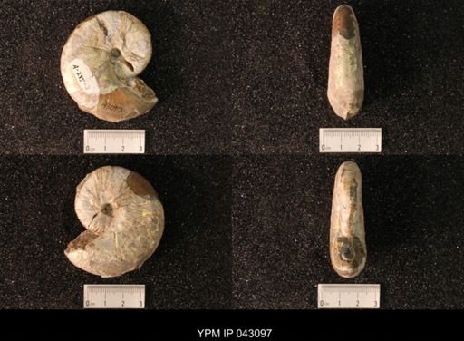 Hoploscaphites nicolletii