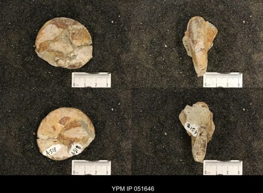 Hoploscaphites nicolletii